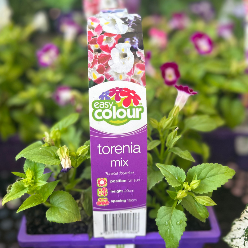 Torenia Mix Easy Colour
