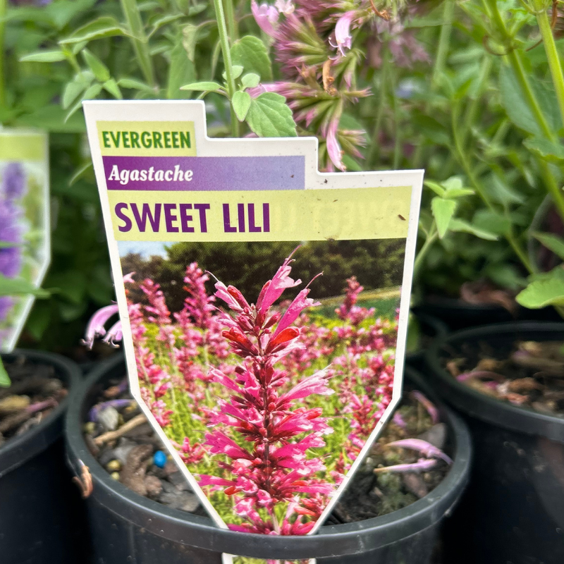 Agastache