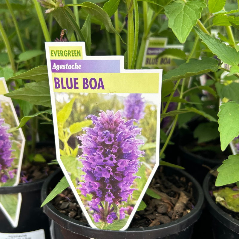 Agastache