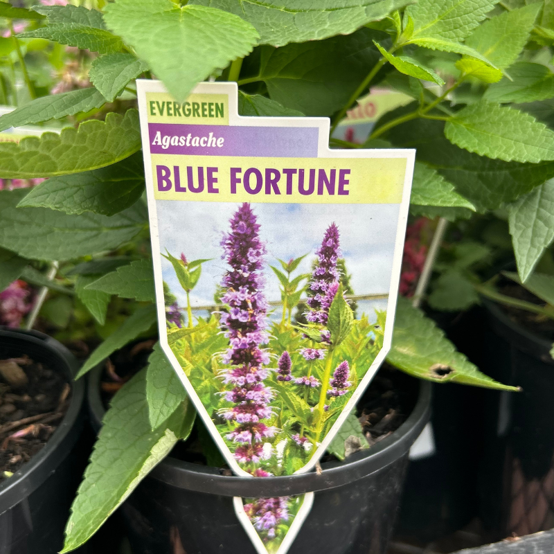 Agastache