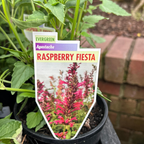 Agastache