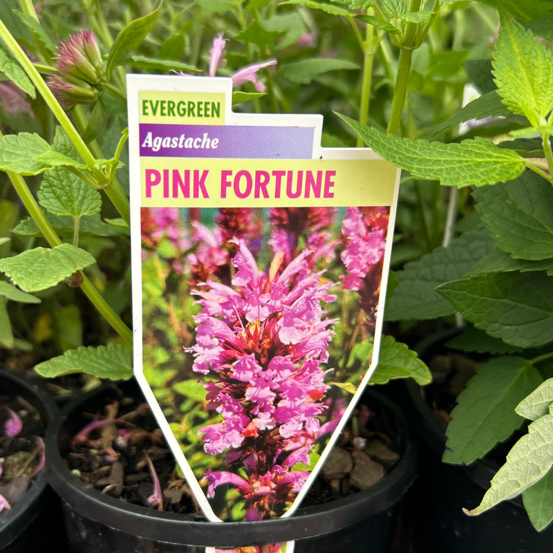 Agastache