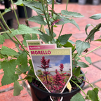 Agastache