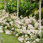 Hydrangea Sundae Fraise