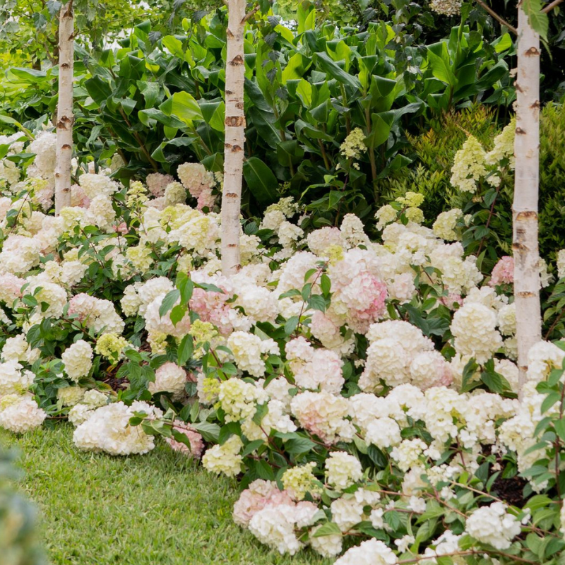 Hydrangea Sundae Fraise