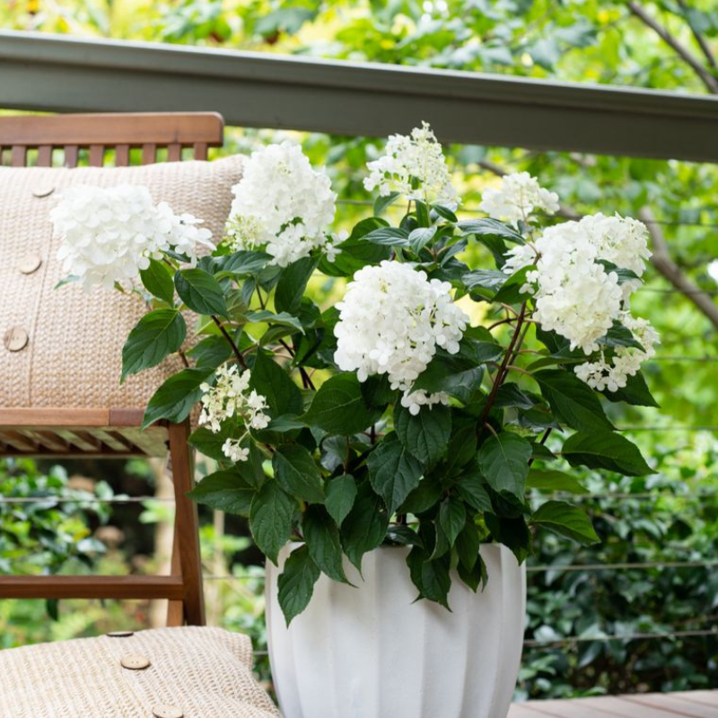 Hydrangea Sundae Fraise