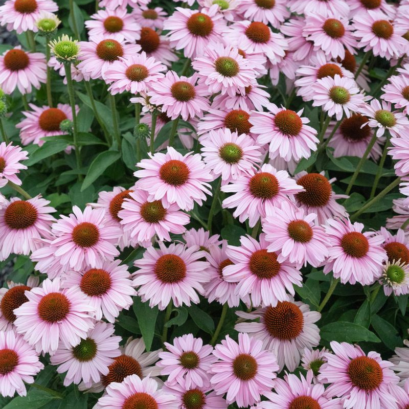 Echinacea Sunseekers