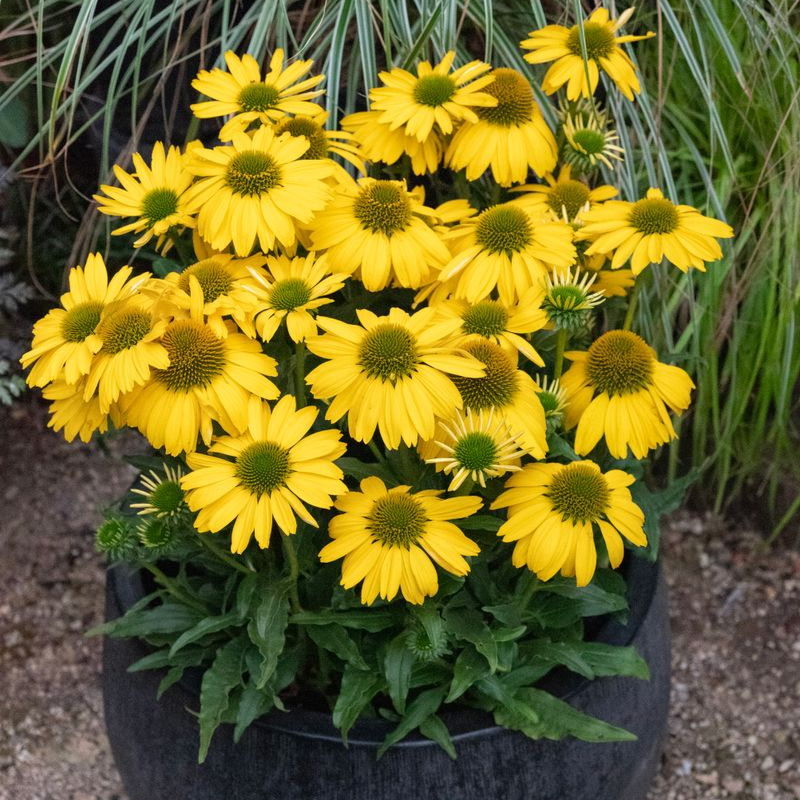 Echinacea Sunseekers