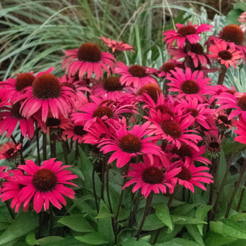 Echinacea Sunseekers