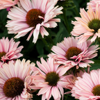 Echinacea Sunseekers