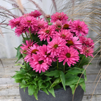 Echinacea Sunseekers