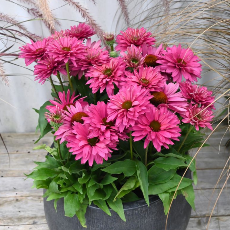 Echinacea Sunseekers