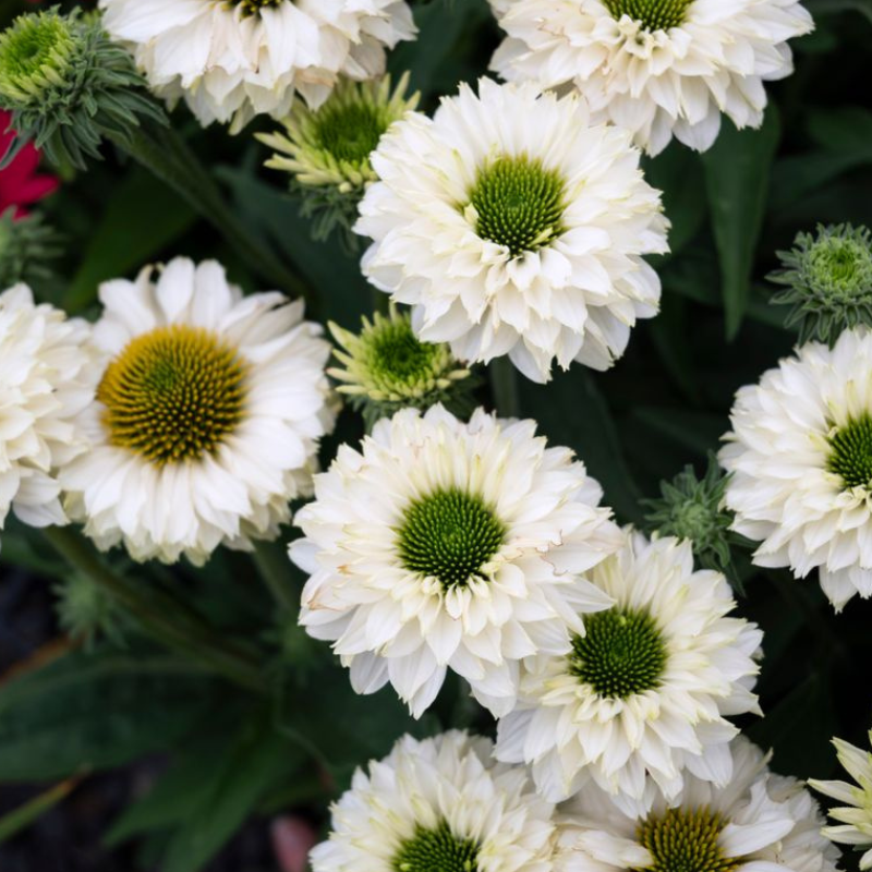 Echinacea Sunseekers