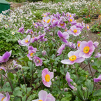 Anemone Regal Swan