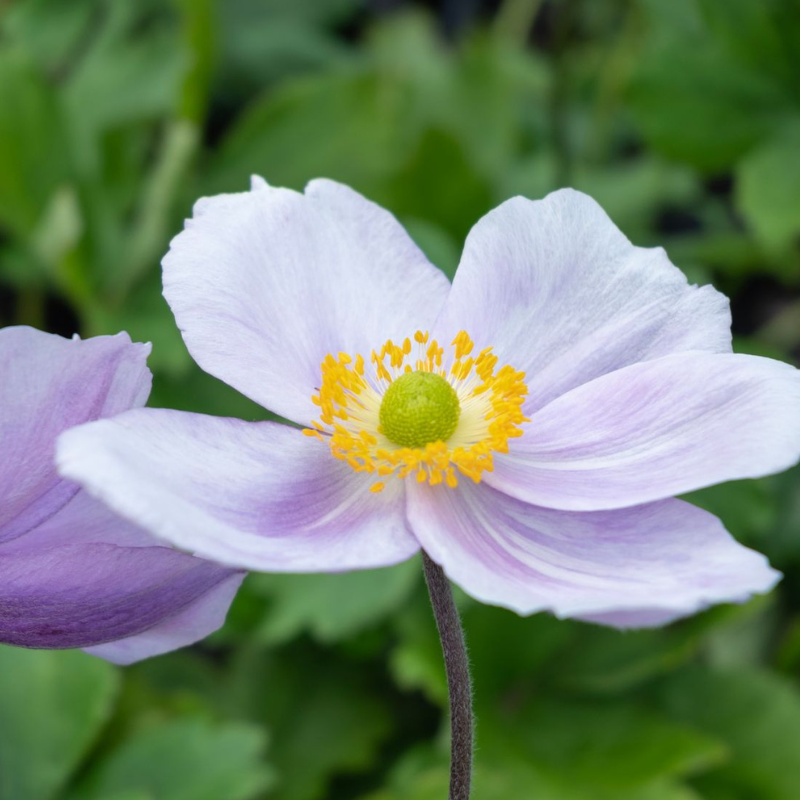 Anemone Regal Swan