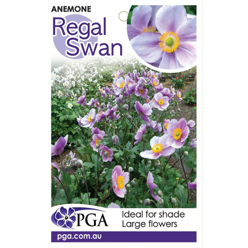 Anemone Regal Swan