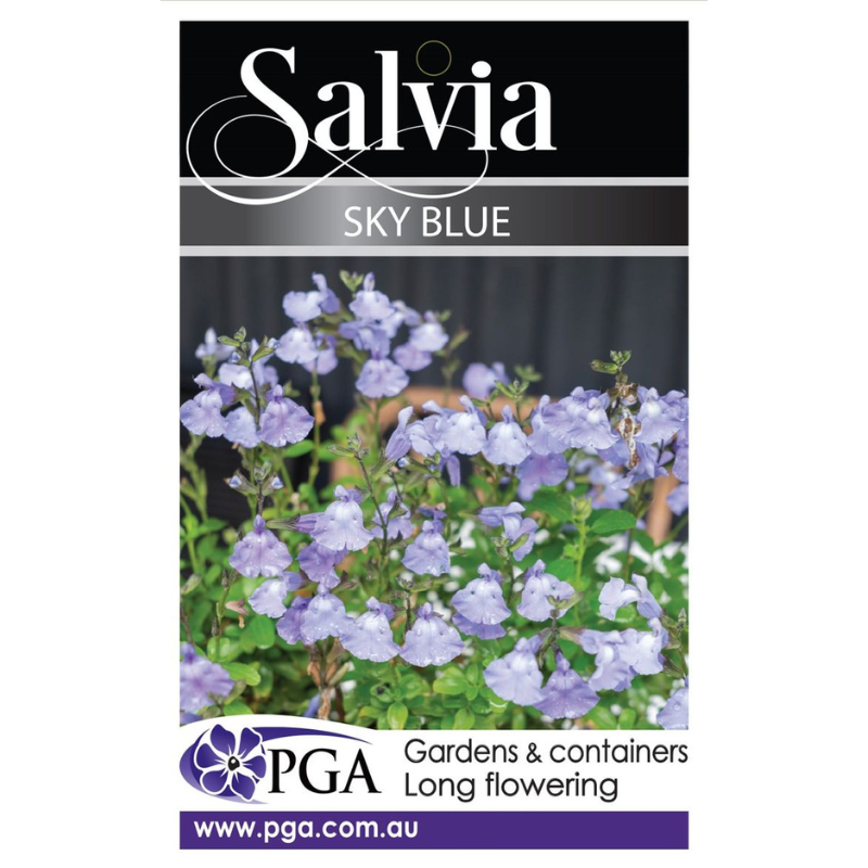 Salvia Sky Blue