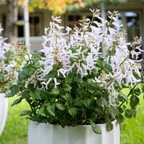 Plectranthus Mona White