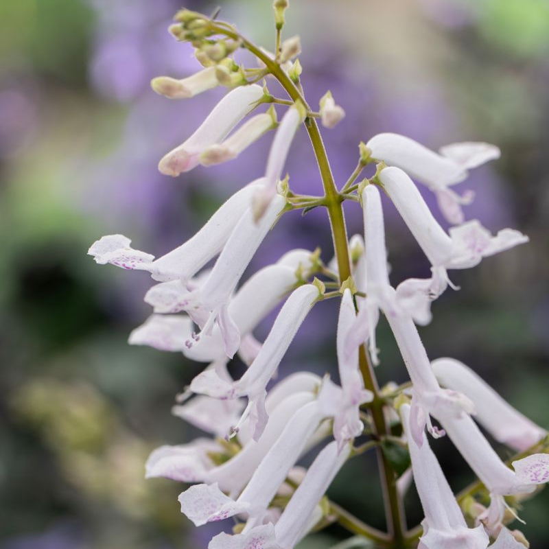 Plectranthus Mona White