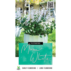 Plectranthus Mona White