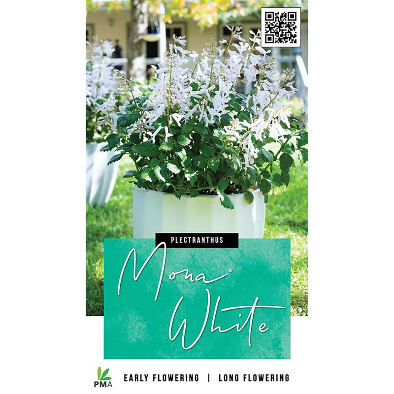Plectranthus Mona White