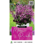 Plectranthus Mona Pink