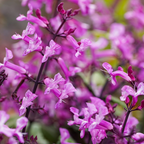 Plectranthus Mona Pink
