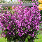 Plectranthus Mona Pink