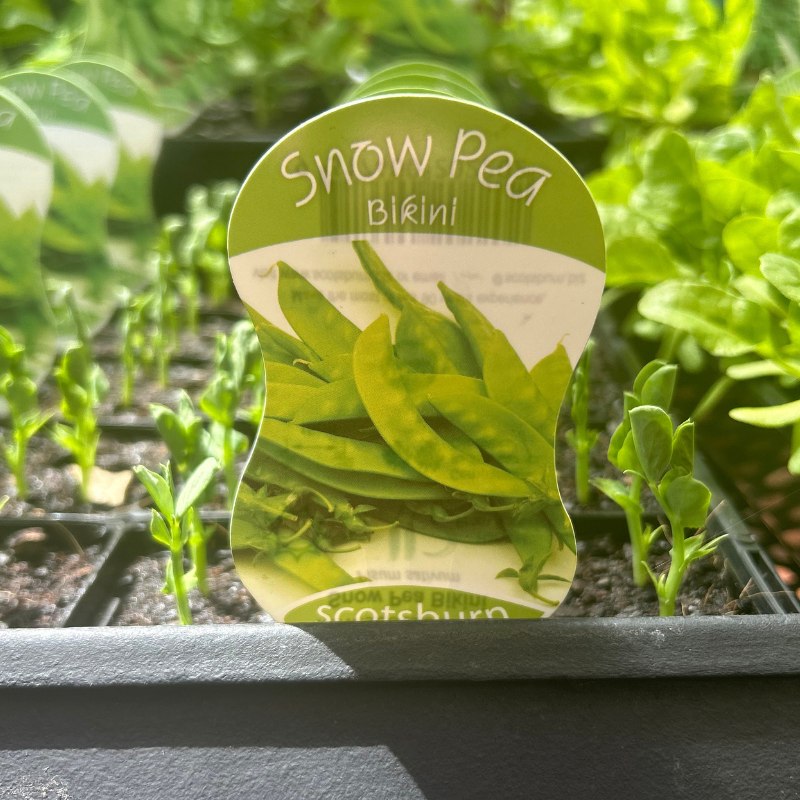 Pea Snowpea Bikini punnet