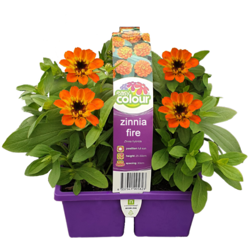 Zinnia Fire 4 Pack Easy Colour