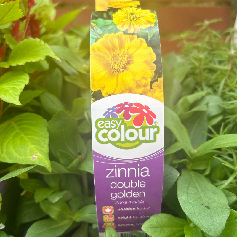 Zinnia Double Golden 4 Pack Easy Colour