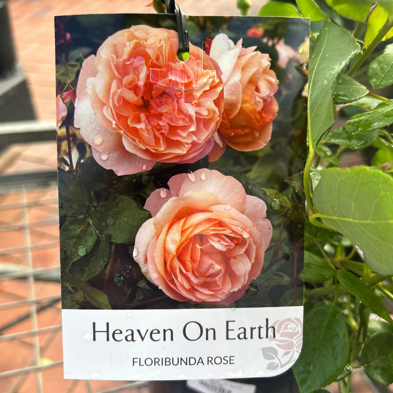 Rose Heaven on Earth