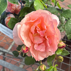 Rose Heaven on Earth