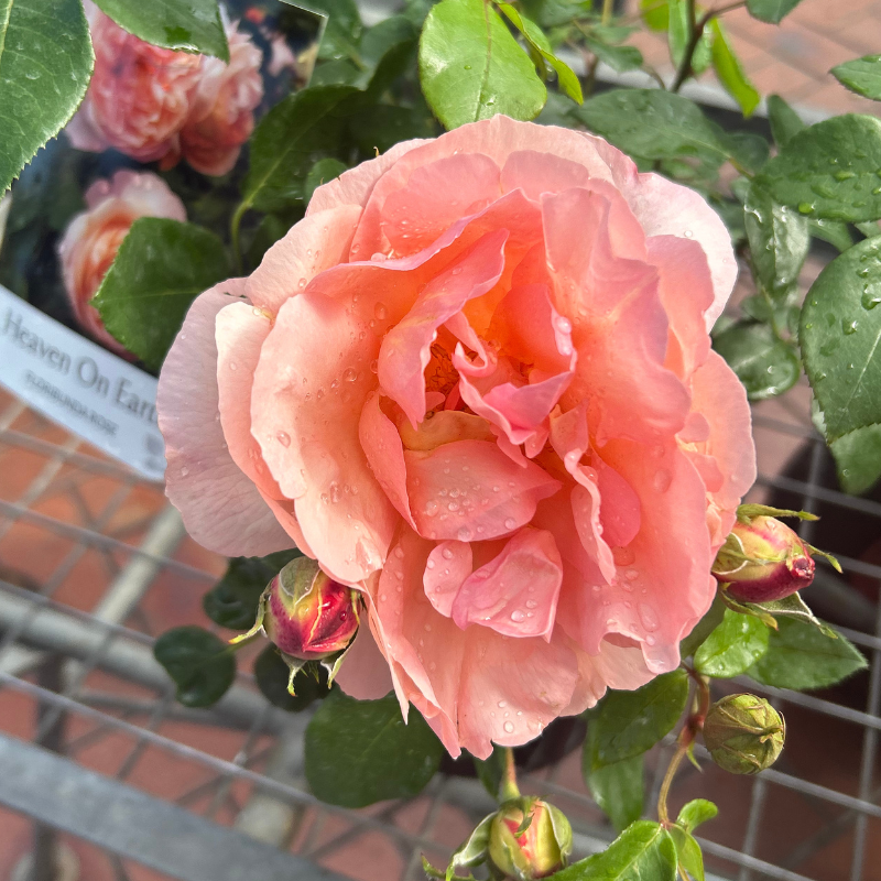 Rose Heaven on Earth