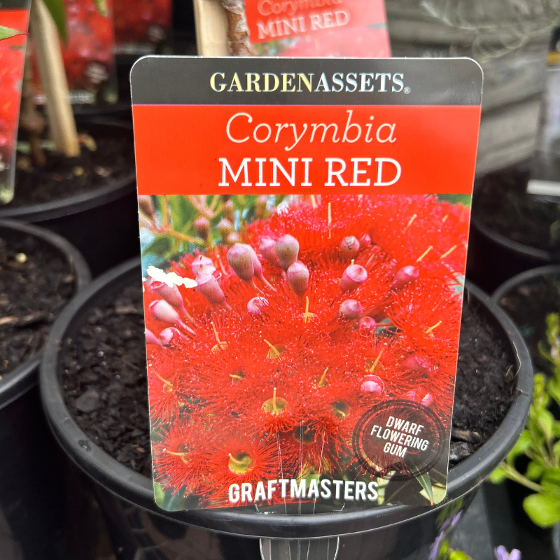 Corymbia ficifolia Mini Red