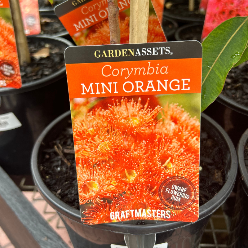 Corymbia Mini Orange