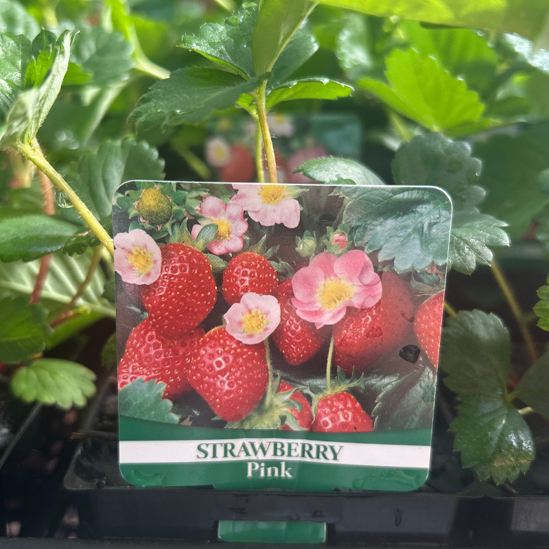 Strawberry Pink 100mm