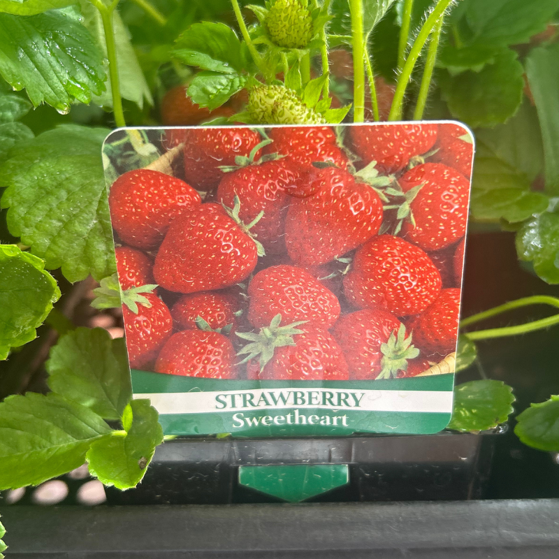 Strawberry Sweetheart 100mm