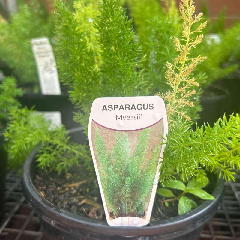 Asparagus Meyeri