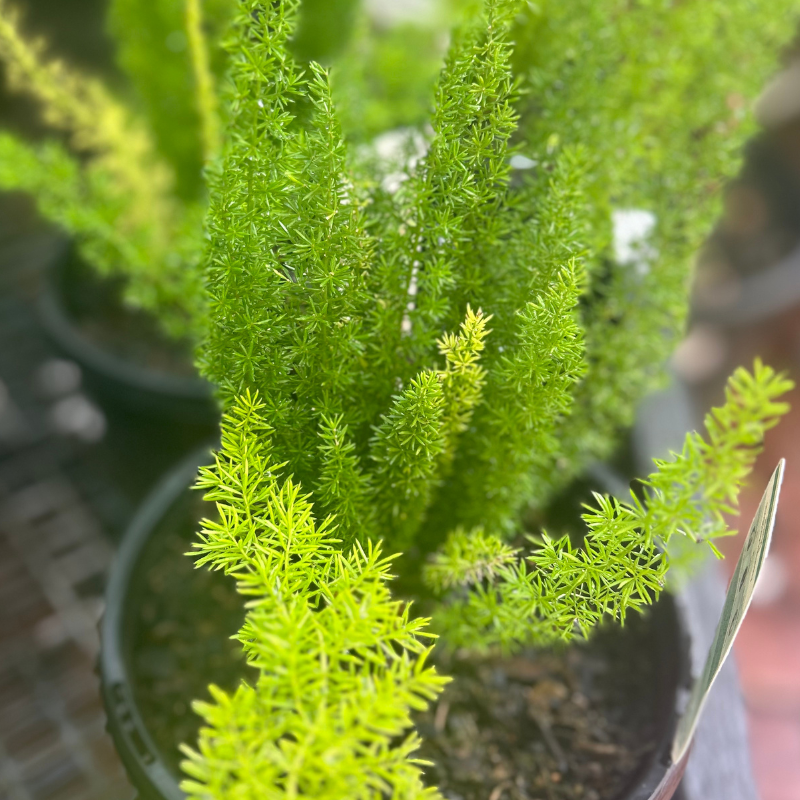 Asparagus Meyeri