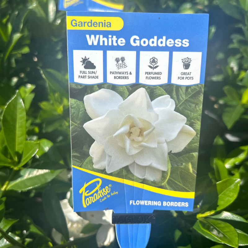 Gardenia White Goddess