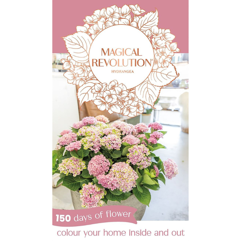 Hydrangea Magical Revolution Pink PGA