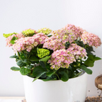 Hydrangea Magical Revolution Pink PGA
