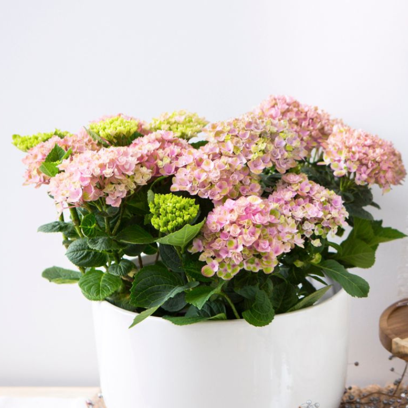 Hydrangea Magical Revolution Pink PGA