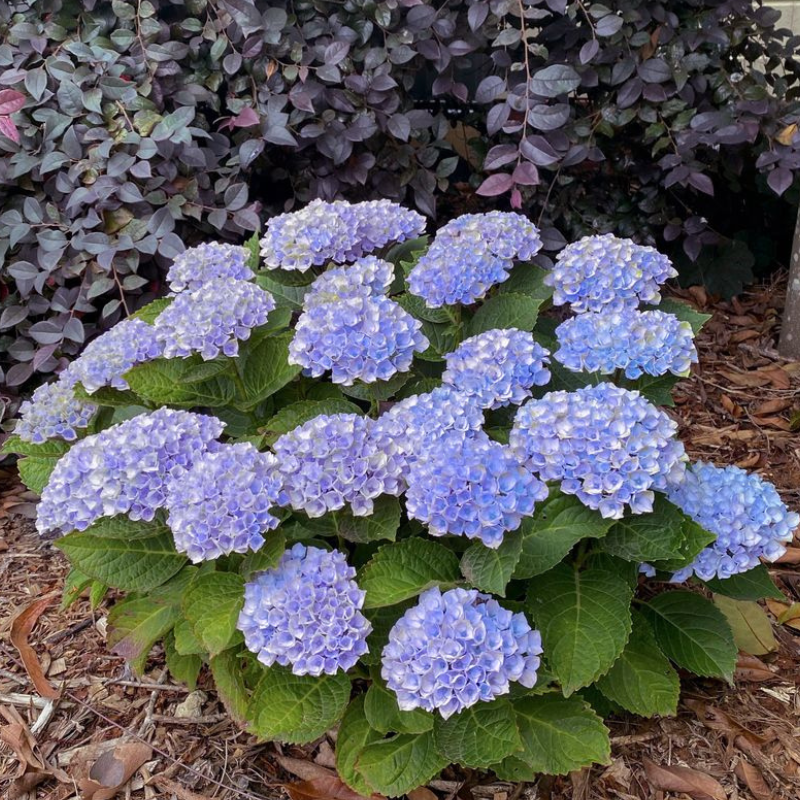 Hydrangea Magical Revolution Blue