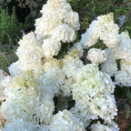 Hydrangea Candlelight PGA