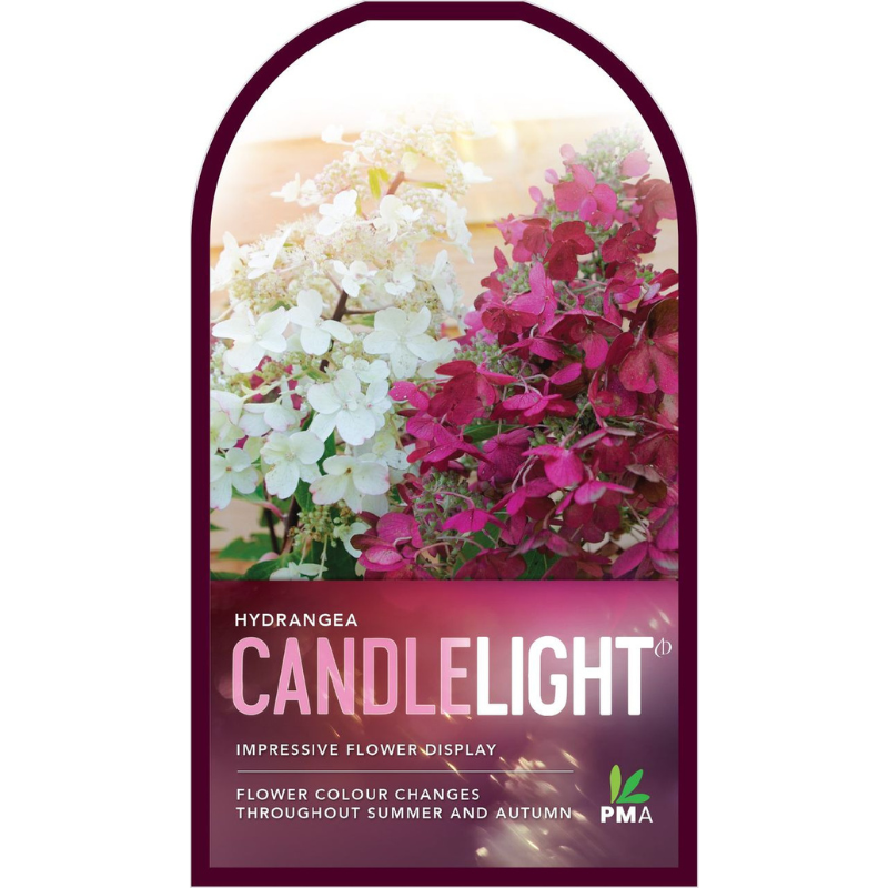 Hydrangea Candlelight PGA