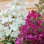 Hydrangea Candlelight PGA