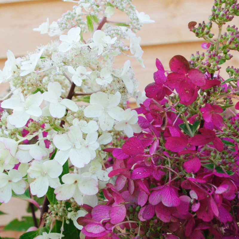 Hydrangea Candlelight PGA