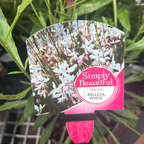 Gaura Belleza